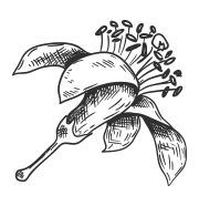 deco
